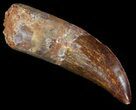 Serrated Carcharodontosaurus Tooth - Partially Rooted #52468-1